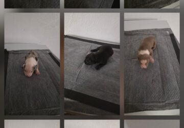 Beautiful puppies