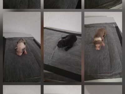 Beautiful puppies