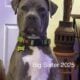 ABKC American Bully XL Puppies