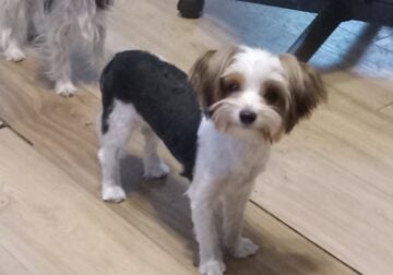 Casper APR Small Parti Yorkie Boy Non Shed Rehome