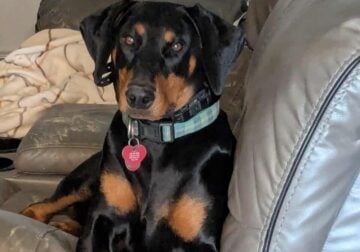 Doberman-Spayed Female