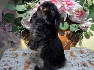 Black otter buck Holland lop
