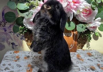 Black otter buck Holland lop
