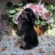 Black otter buck Holland lop