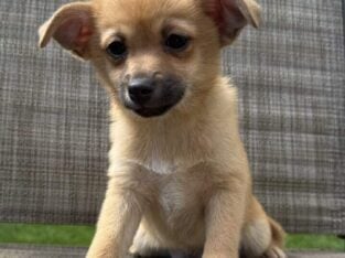 puppies, Pomeranian and Chihuahua mix