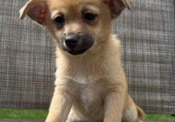 puppies, Pomeranian and Chihuahua mix