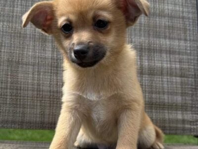 puppies, Pomeranian and Chihuahua mix
