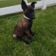 Belgian Malanois puppies