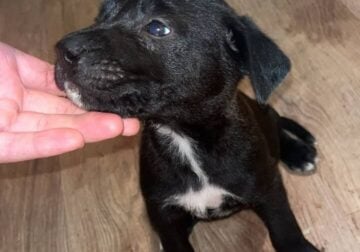 German shepherd pit mix puppy