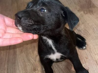 German shepherd pit mix puppy