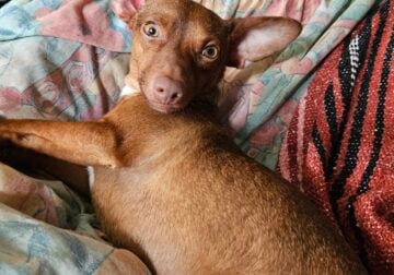 Need to Rehome Immediately