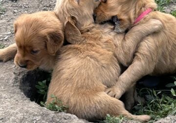 Golden retriever puppies