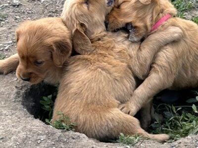 Golden retriever puppies