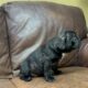 Adorable Frenchie puppies