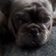 Stud Frenchbulldog