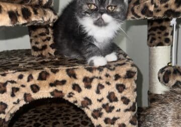 Exotic Shorthair Kittens for sale!