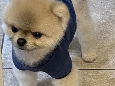Pomeranian