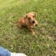 Dachshund Chihuahua mix 70/30