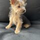 Yorkie puppies