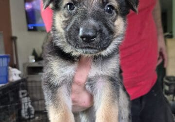 GSD Puppies