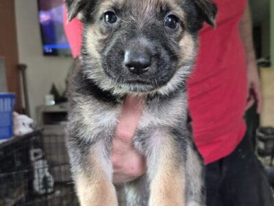 GSD Puppies