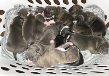 American bully puppies