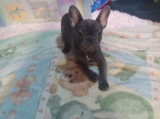 Jane the Blue frenchie