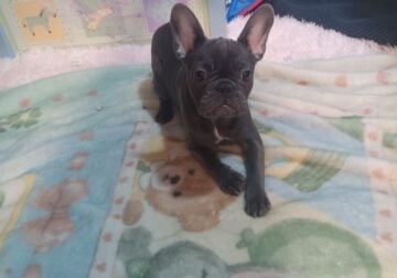 Jane the Blue frenchie