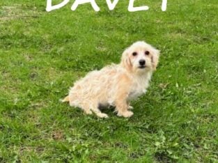 Davey Male Yorkie Poo Puppy