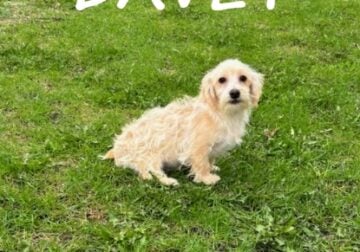 Davey Male Yorkie Poo Puppy