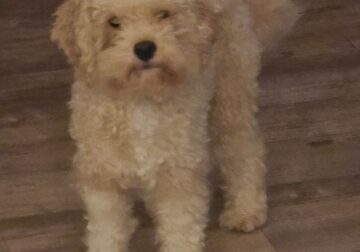 2-Year Old Maltipoo!!!