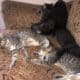 BobTail kittens