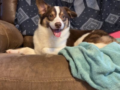 Auggie Puppy