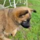 German shepherd puppies
