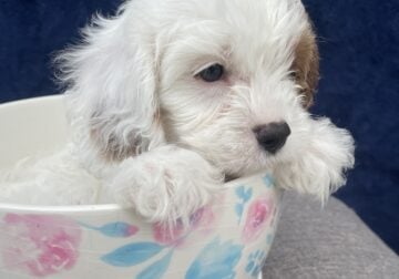 Pippen – Male Cavapoo
