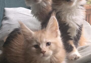 Maincoon