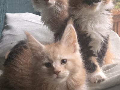 Maincoon