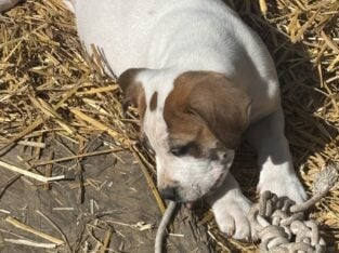 daniff/ pit puppies