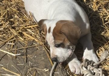 daniff/ pit puppies