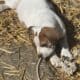 daniff/ pit puppies