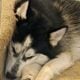 Pomsky’s