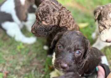 Labradoodle Puppies F1B