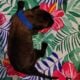AKC Belgian Malinois Puppies