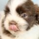Male Shih Tzu Pups