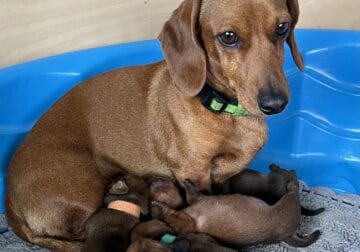 AKC mini dachshunds smooth Reds
