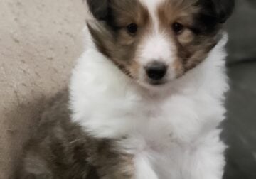 Shetland Sheepdog puppy
