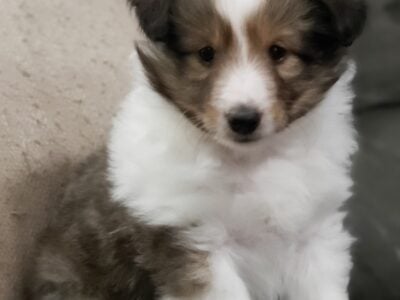Shetland Sheepdog puppy
