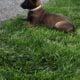 Belgian Malanois puppies