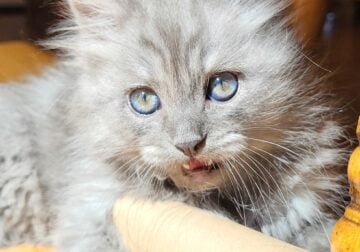 Ragdoll & Persian Mixed Kitten