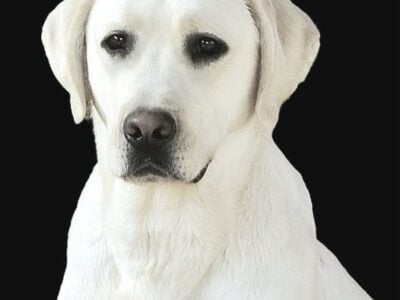 AKC (MH) Bloodline Lab Pups, Upcoming Litter!